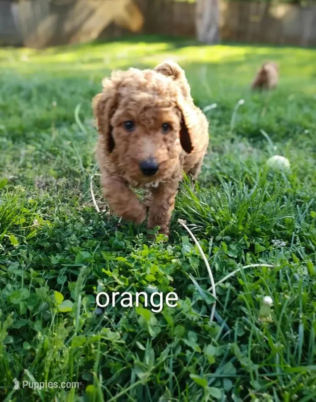 orange  – Goldendoodle puppy for sale in Knoxville, TN