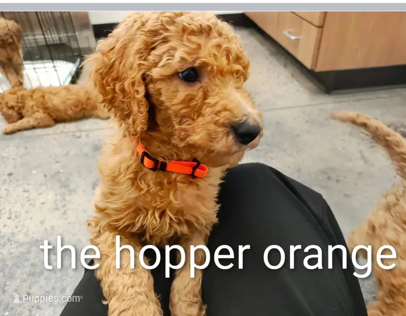 orange  – Goldendoodle puppy for sale in Knoxville, TN