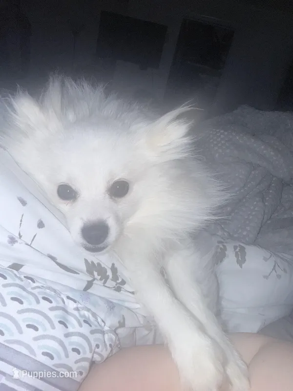 Osito – Pomeranian puppy for sale in Yonkers, NY