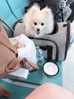 Osito, a male Pomeranian for sale in Yonkers, NY – 3 of 3