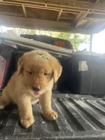 Girl 3, a female Golden Retriever for sale in Valdosta, GA – 2 of 8