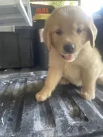 Purple puppy boy, a male Golden Retriever for sale in Valdosta, GA – 4 of 6