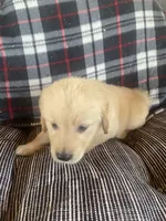 Yellow collar girl, a female Golden Retriever for sale in Valdosta, GA – 5 of 5