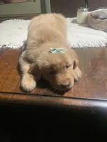 Girl 3, a female Golden Retriever for sale in Valdosta, GA – 4 of 8