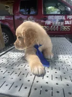 Boy 1, a male Golden Retriever for sale in Valdosta, GA – 3 of 7