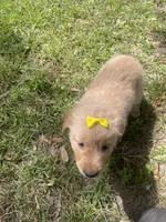 Girl 1, a female Golden Retriever for sale in Valdosta, GA – 5 of 9