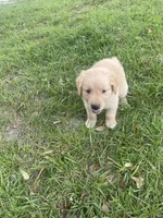 Girl 1, a female Golden Retriever for sale in Valdosta, GA – 6 of 9
