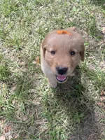 Girl 2, a female Golden Retriever for sale in Valdosta, GA – 5 of 8