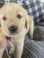 Purple puppy boy, a male Golden Retriever for sale in Valdosta, GA – 6 of 6