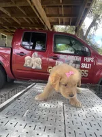 Girl 4, a female Golden Retriever for sale in Valdosta, GA – 8 of 8