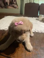 Girl 4, a female Golden Retriever for sale in Valdosta, GA – 6 of 8
