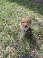 Girl 2, a female Golden Retriever for sale in Valdosta, GA – 6 of 8