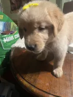 Girl 1, a female Golden Retriever for sale in Valdosta, GA – 3 of 9