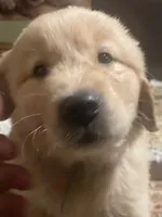 Red collar boy, a male Golden Retriever for sale in Valdosta, GA – 2 of 6