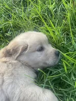 Blue collar boy, a male Golden Retriever for sale in Valdosta, GA – 5 of 6