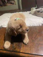 Girl 3, a female Golden Retriever for sale in Valdosta, GA – 7 of 8