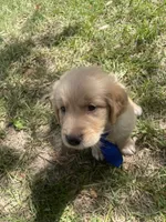 Boy 1, a male Golden Retriever for sale in Valdosta, GA – 5 of 7