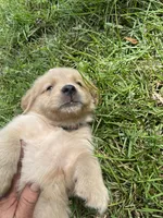 Girl 4, a female Golden Retriever for sale in Valdosta, GA – 5 of 8