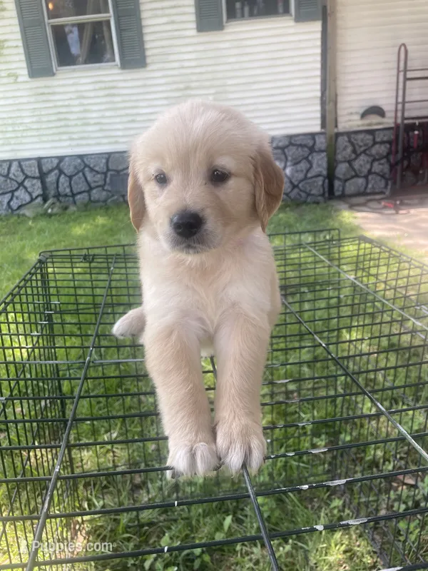 Purple puppy boy – Golden Retriever puppy for sale in Valdosta, GA