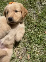 Girl 2, a female Golden Retriever for sale in Valdosta, GA – 8 of 8