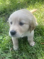 Purple puppy boy, a male Golden Retriever for sale in Valdosta, GA – 3 of 6