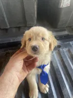 Boy 1, a male Golden Retriever for sale in Valdosta, GA – 2 of 7