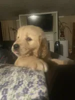 Blue collar boy, a male Golden Retriever for sale in Valdosta, GA – 4 of 6