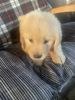 Blue collar boy, a male Golden Retriever for sale in Valdosta, GA – 6 of 6
