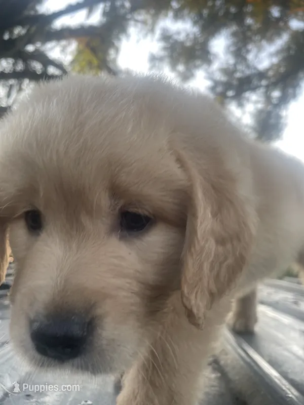 Blue collar boy – Golden Retriever puppy for sale in Valdosta, GA