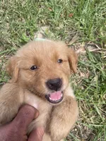 Girl 3, a female Golden Retriever for sale in Valdosta, GA – 5 of 8
