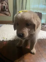 Girl 1, a female Golden Retriever for sale in Valdosta, GA – 8 of 9