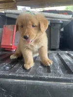 Girl 3, a female Golden Retriever for sale in Valdosta, GA – 1 of 8