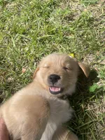 Girl 1, a female Golden Retriever for sale in Valdosta, GA – 7 of 9