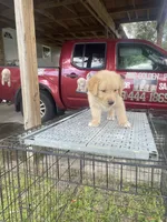 Boy 2, a male Golden Retriever for sale in Valdosta, GA – 6 of 7