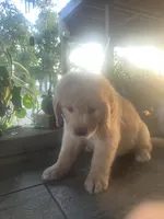 Blue collar boy, a male Golden Retriever for sale in Valdosta, GA – 3 of 6