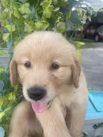 Red collar boy, a male Golden Retriever for sale in Valdosta, GA – 5 of 6