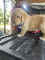 Boy 1, a male Golden Retriever for sale in Valdosta, GA – 6 of 7