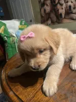 Girl 4, a female Golden Retriever for sale in Valdosta, GA – 4 of 8