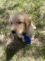 Boy 1, a male Golden Retriever for sale in Valdosta, GA – 4 of 7