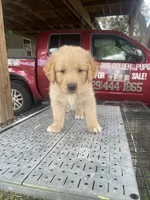 Boy 2, a male Golden Retriever for sale in Valdosta, GA – 2 of 7