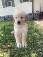 Yellow collar girl, a female Golden Retriever for sale in Valdosta, GA – 2 of 5