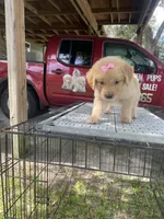 Girl 4, a female Golden Retriever for sale in Valdosta, GA – 3 of 8