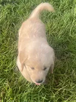 Blue collar boy, a male Golden Retriever for sale in Valdosta, GA – 2 of 6