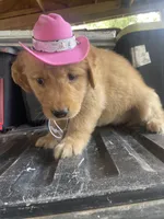 Girl 2, a female Golden Retriever for sale in Valdosta, GA – 2 of 8