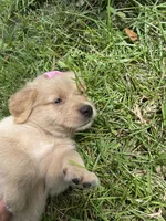 Girl 4, a female Golden Retriever for sale in Valdosta, GA – 7 of 8