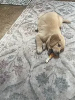Yellow collar girl, a female Golden Retriever for sale in Valdosta, GA – 3 of 5