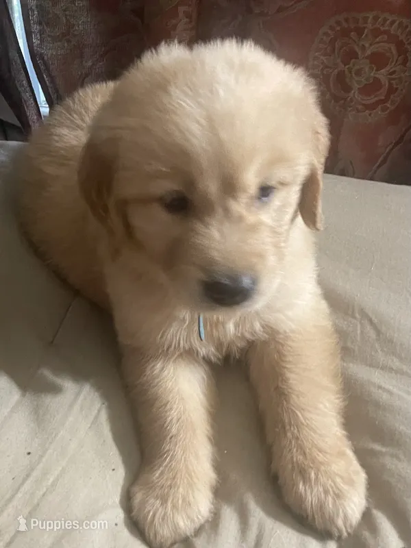 Red collar boy – Golden Retriever puppy for sale in Valdosta, GA