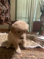 Yellow collar girl, a female Golden Retriever for sale in Valdosta, GA – 4 of 5