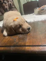 Girl 2, a female Golden Retriever for sale in Valdosta, GA – 3 of 8