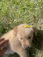 Girl 1, a female Golden Retriever for sale in Valdosta, GA – 9 of 9